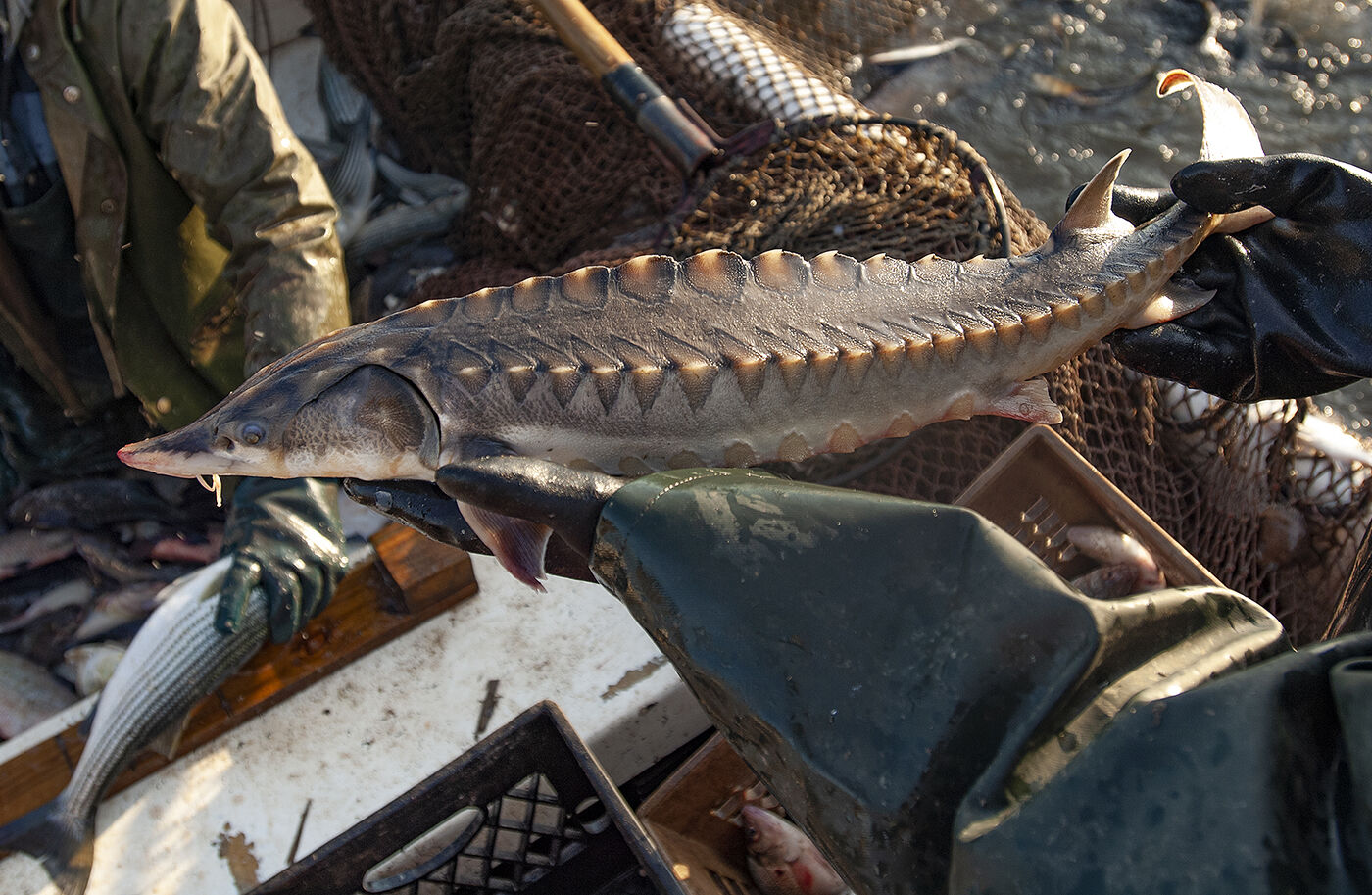Sturgeon in Nanticoke River, MD